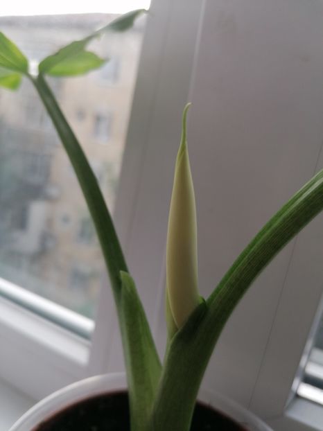 7f2eb5ac-b470-4d05-9634-df90d32607b8-1_all_580 - Cala albă floare