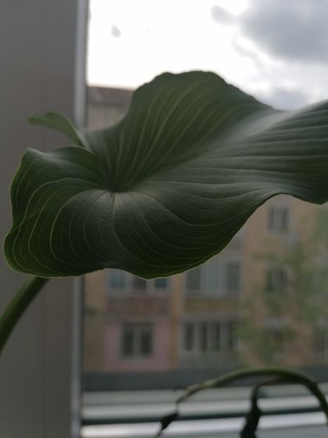 7f2eb5ac-b470-4d05-9634-df90d32607b8-1_all_579 - Cala albă floare