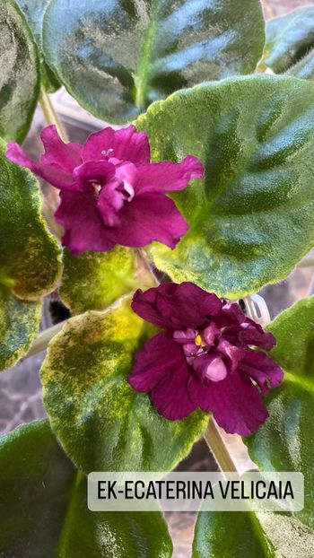 C2CC9106-D2D2-4584-A26B-BF6526570B95 - Violete