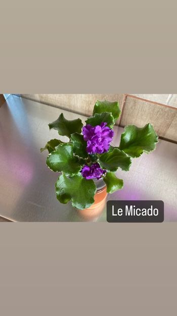0C2FB997-A3B6-4F8D-98AA-A74606235C7E - Violete