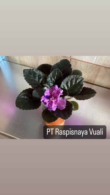 13B7D385-2AF4-4757-A687-D34BB55C817A - Violete