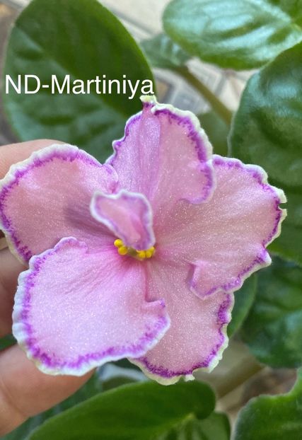 4A2113BD-87ED-43C6-A0A4-BDC6B3740D25 - Violete
