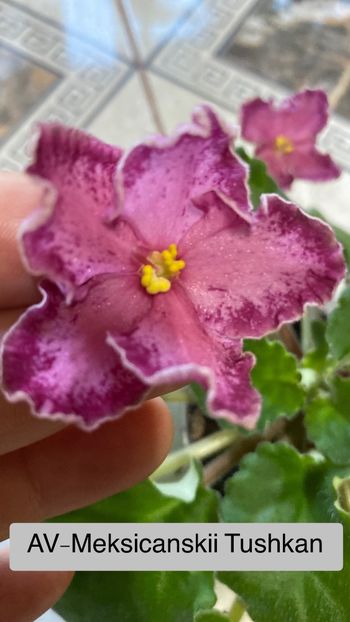 F58044D2-689D-4673-A01F-539B2DD153C9 - Violete