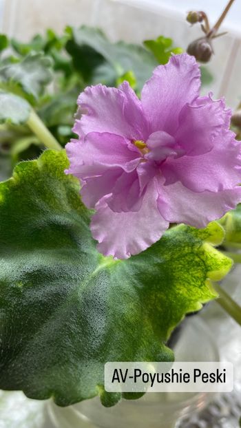 6AC60836-9554-463A-B4D2-DC6BBCFA2314 - Violete