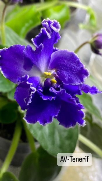 3AAD3547-C365-4A56-B5B7-3B43AFB9B12C - Violete