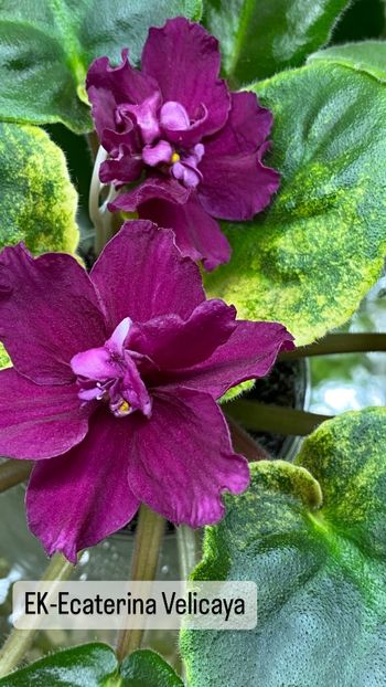 A78F006F-2347-4EF9-9762-D32B6423093D - Violete
