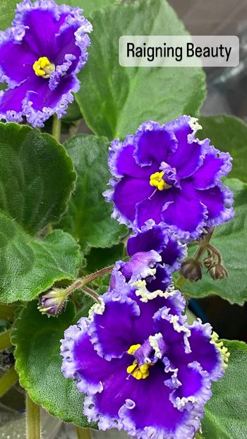 E23EDBE1-AC1F-4DD6-99F7-9C4E6D5700B7 - Violete