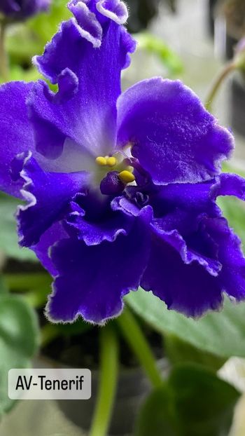 5CD01CEE-BA18-4503-BB32-738FDEB44D25 - Violete