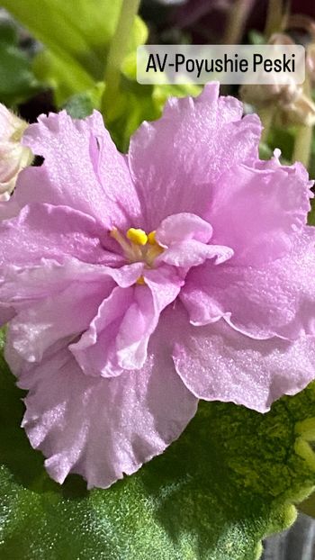 FF5A6E34-E2E0-406C-BFEB-1E9BC2EE5802 - Violete