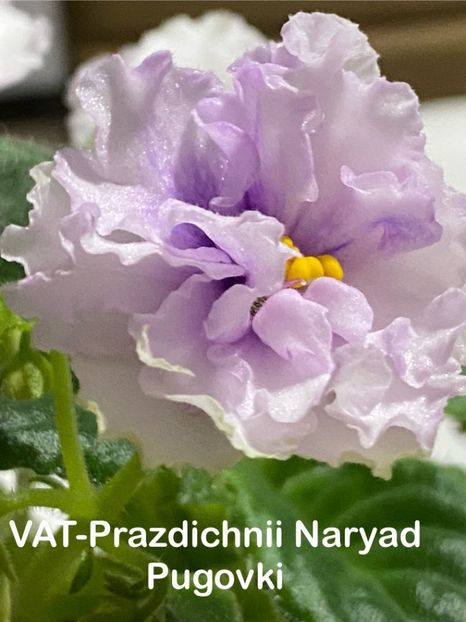  - Violete