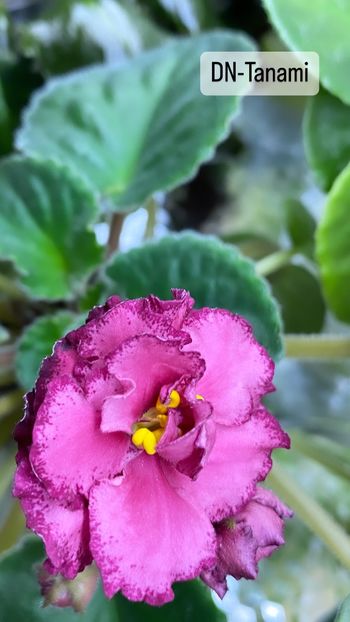 6F85268B-0C56-4A61-8A13-7E5D50917BF2 - Violete