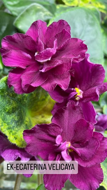 0F50871D-57FA-455C-8121-EF334A8F8E39 - Violete