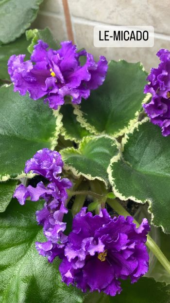 119AAC90-4288-40D5-9495-CA5D8277F8C2 - Violete