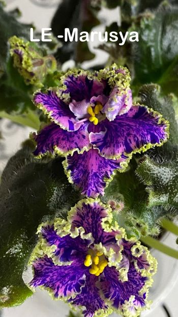 02268D3A-D7B6-4E88-8A85-833EB9189EB5 - Violete