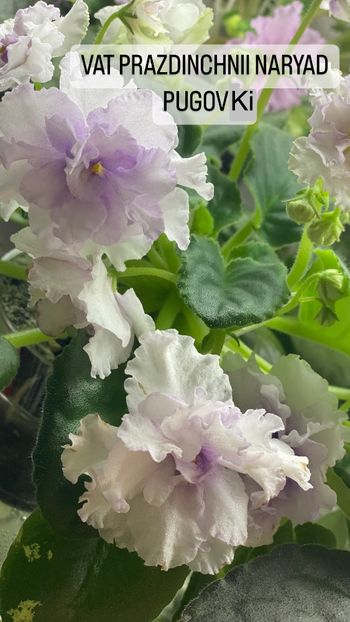 0AF23A10-CF1B-46AA-8FE8-68B2B67EA391 - Violete