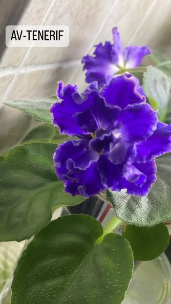 CE401A3B-3B17-48F5-B49C-A03B5DEE01CB - Violete