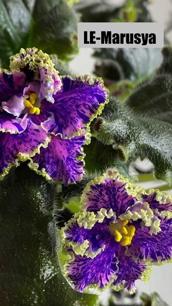306BC374-B8EB-4120-9CD8-DDC88FA586A8 - Violete