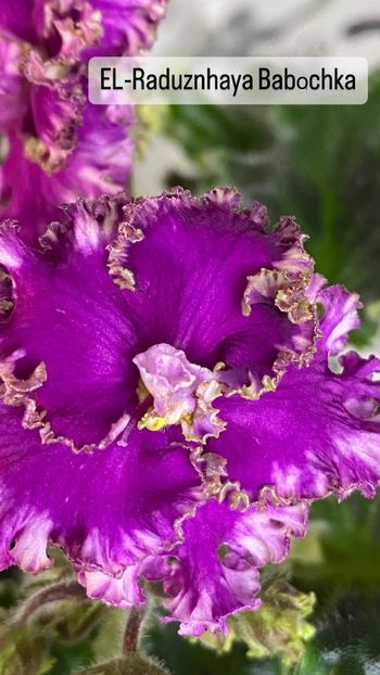 958DF595-89C6-4C39-AC54-159EB5A9552F - Violete