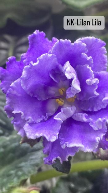 AA839866-762B-4973-9EA0-06322F647DDD - Violete