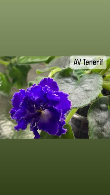 446B9DAE-7787-4887-A466-AE97FB5BFDD8 - Violete