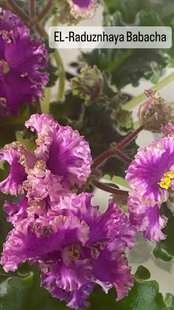 2638820A-6D0A-41EB-A32F-69D842D88F87 - Violete