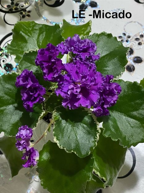  - Violete