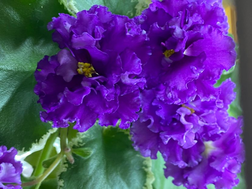  - Violete