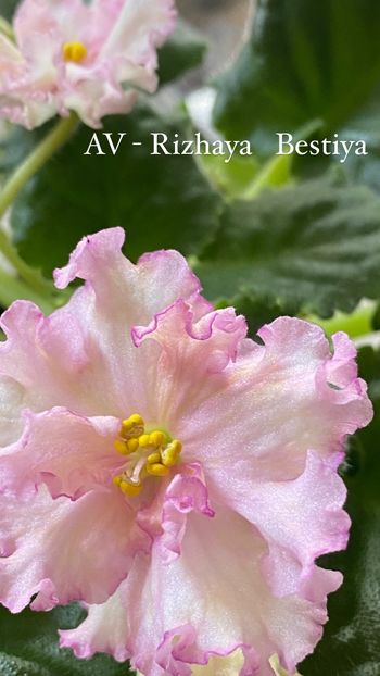 46928FDF-644A-411F-B396-F181C425A427 - Violete