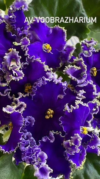 9A48FB8E-B54E-40D1-88F0-5DA88CAEF236 - Violete