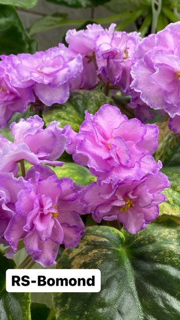 896424A5-3DEA-4BE8-965A-FE00D48EE876 - Violete