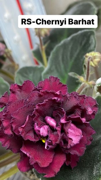 A36DAF81-20FC-47D7-96F7-E77918A643C7 - Violete