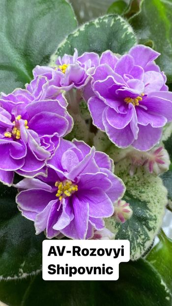 A01B2743-A090-4048-8D45-50626020E782 - Violete