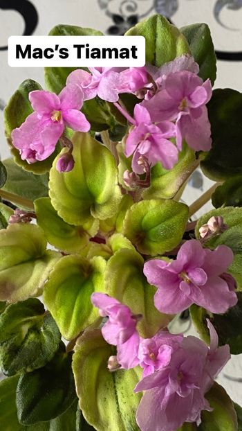 0D3633EA-CEA7-4F39-BE30-FDD4D531F479 - Violete