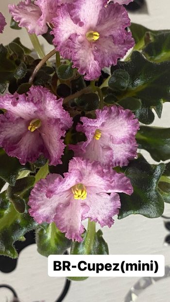 27DB8AE2-6DEF-4644-BA52-356F2F966C50 - Violete