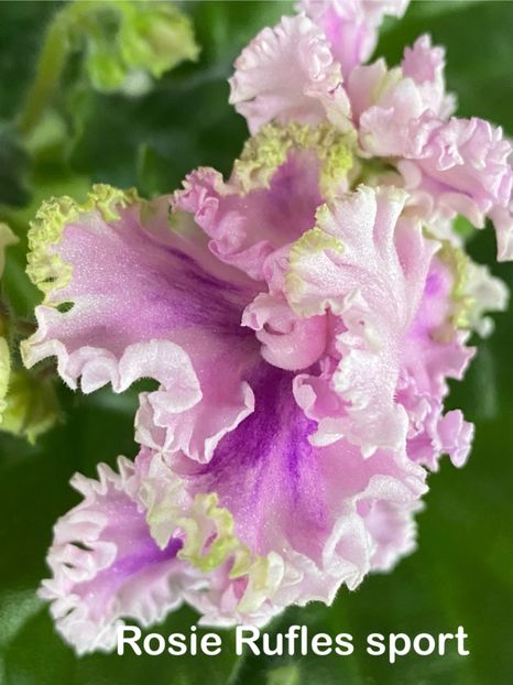  - Violete