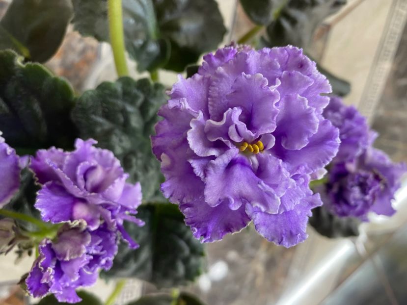  - Violete