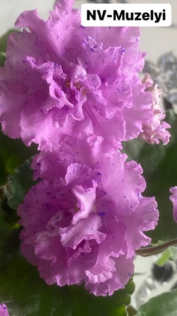 ACE31CB1-5ED0-4BD8-994A-C25980748BC6 - Violete