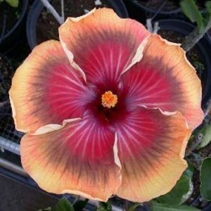 Tahitian Imperial Topaz - poza preluata - X - RK Daniella