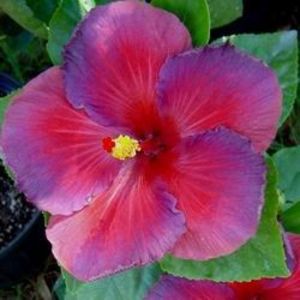 Bayou Irene - poza preluata - RK Inferno