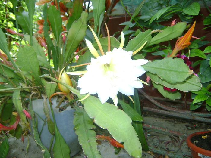 epiphyllum reward