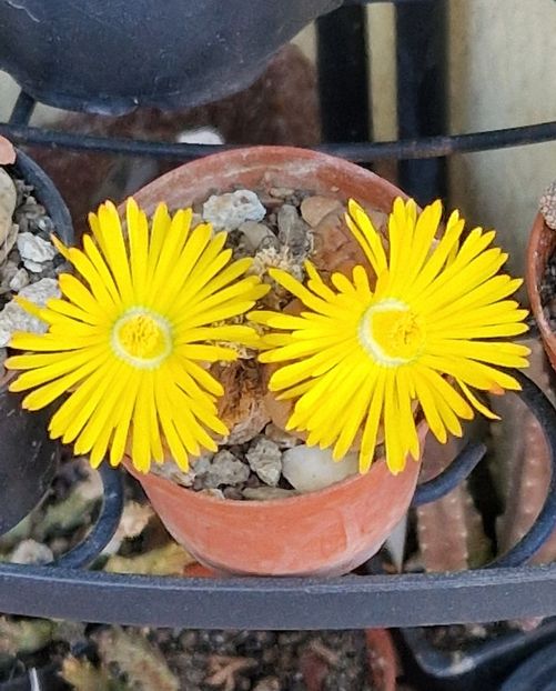 2024 - Lithops 2022-2023-2024