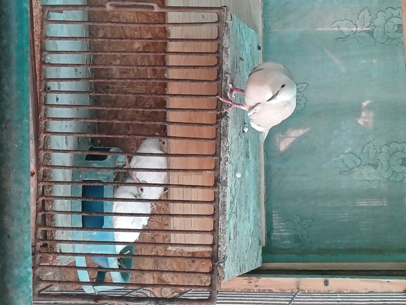  - Pereche turturele răzătoare