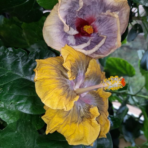  - Miaoli Apple Green