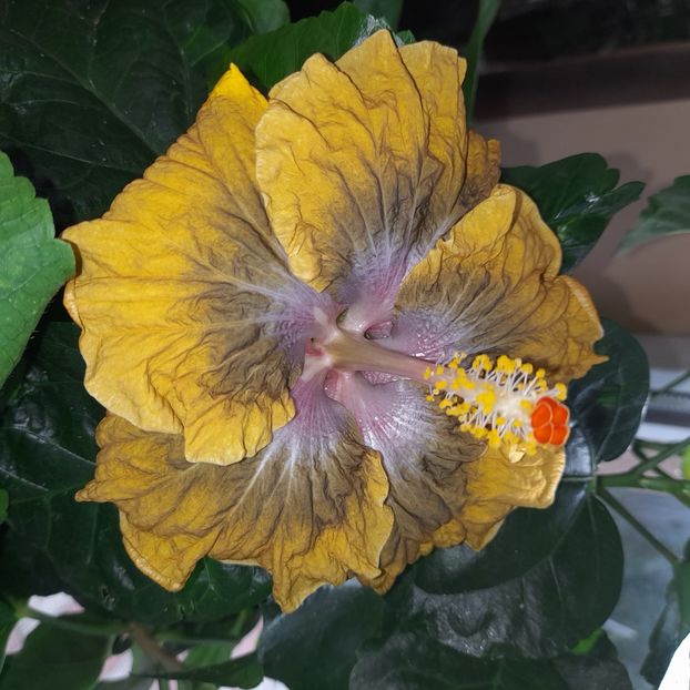  - Miaoli Apple Green