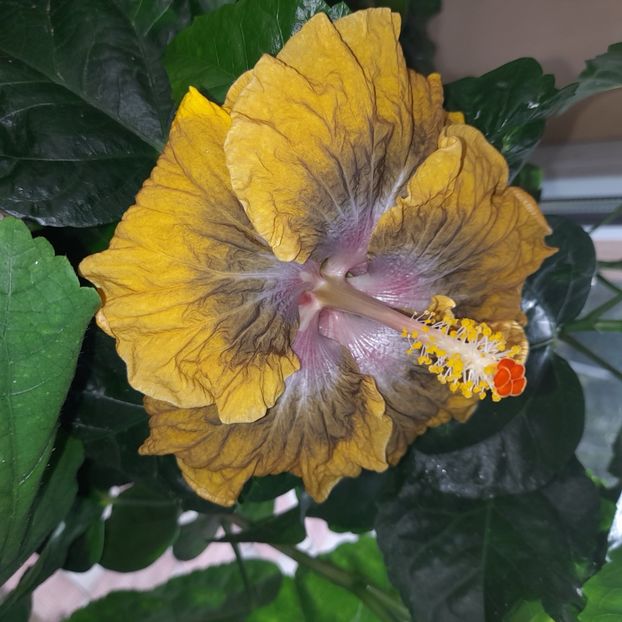  - Miaoli Apple Green