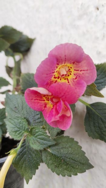  - 2024-RF s FRECKLES