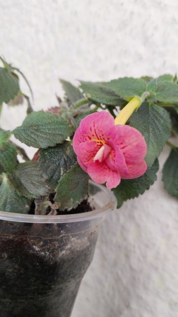  - 2024-RF s FRECKLES