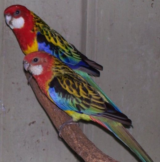 easternrosellapair_a - papagali rosella