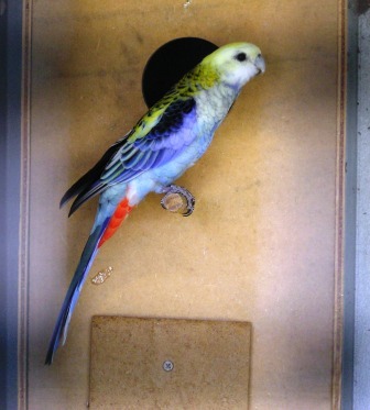 pale%20headed%20rosella%20pic