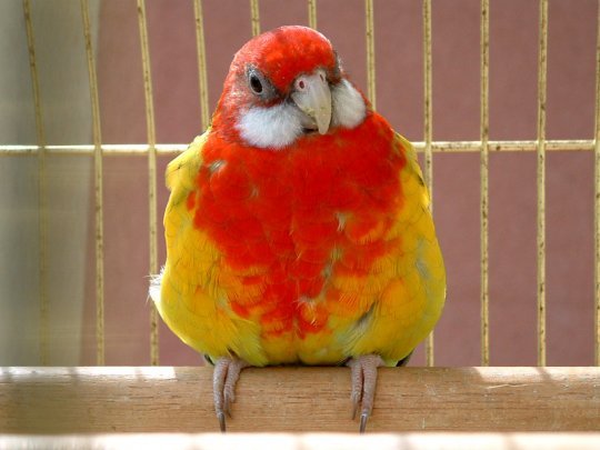 platycercus_eximius_4_a - papagali rosella